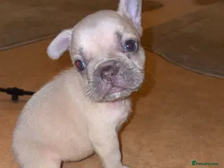 French Bulldog dogs French bulldog puppies - Advert 3