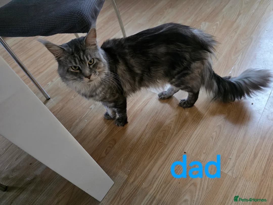 Maine Coon cats for sale: Pure maine coons kittens 2bs 3gs ready 14/2/26 - Advert 15