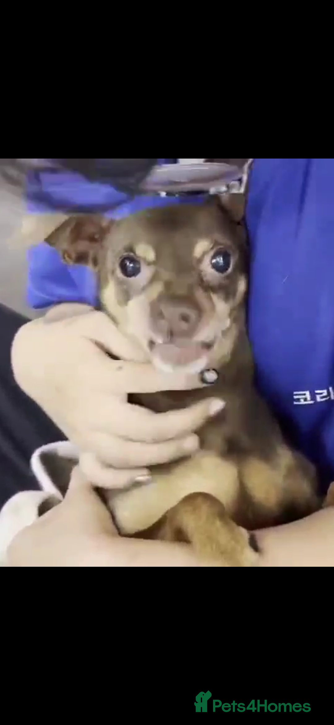Miniature Pinscher dogs for adoption: Johney 7 year mini pin meat trade survivor  - Image 2