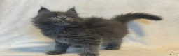 Maine Coon cats for sale: Stunning TICA Maine Coon Kittens active possible  - Advert 17