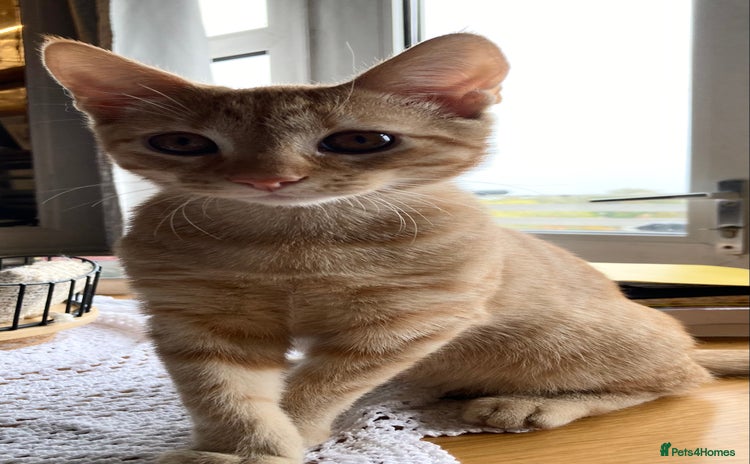 Mixed Breed cats - Advert 2