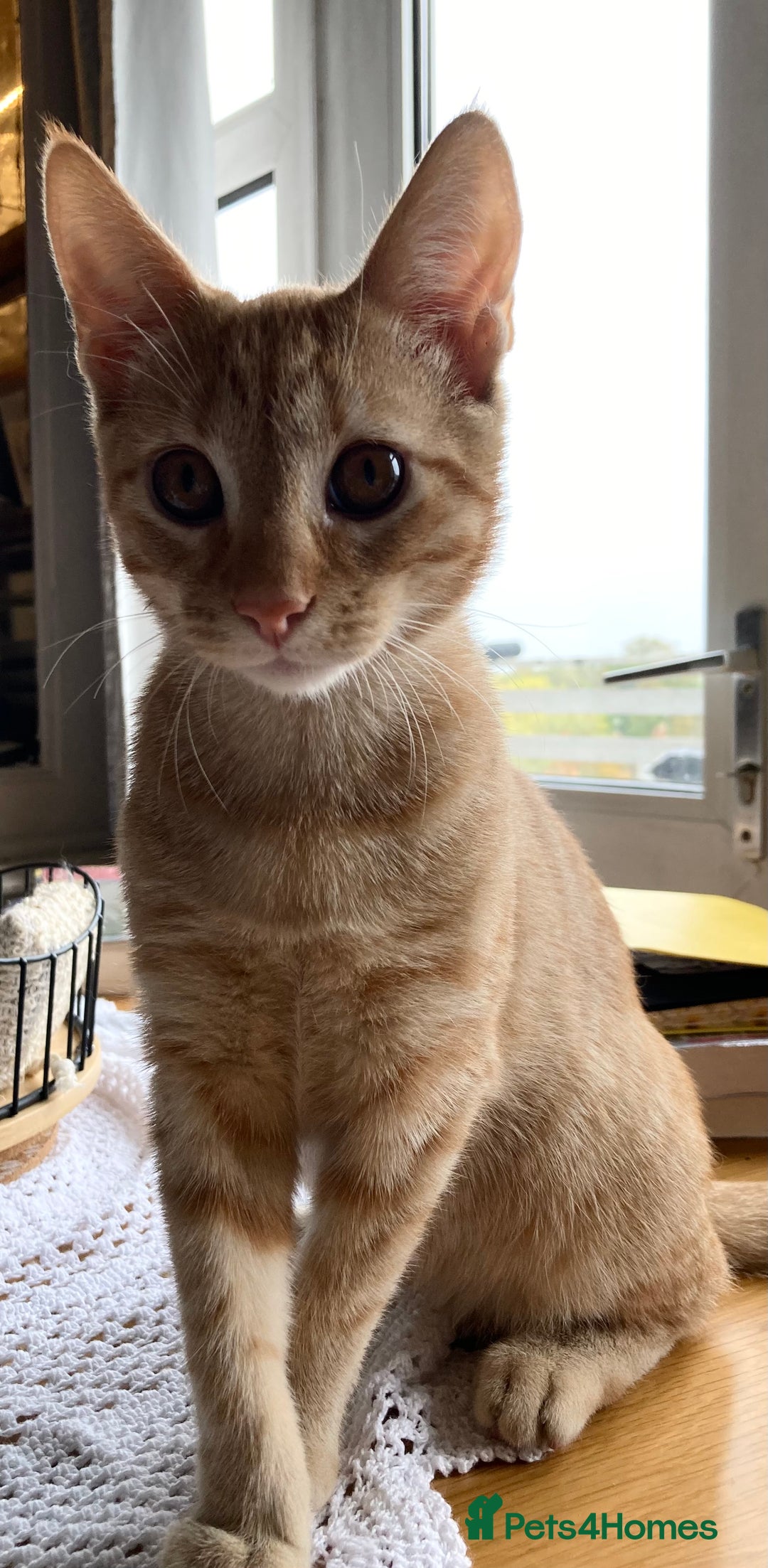 Mixed Breed cats for sale: Sparky  - Image 1