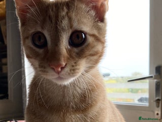 Mixed Breed cats - Advert 2