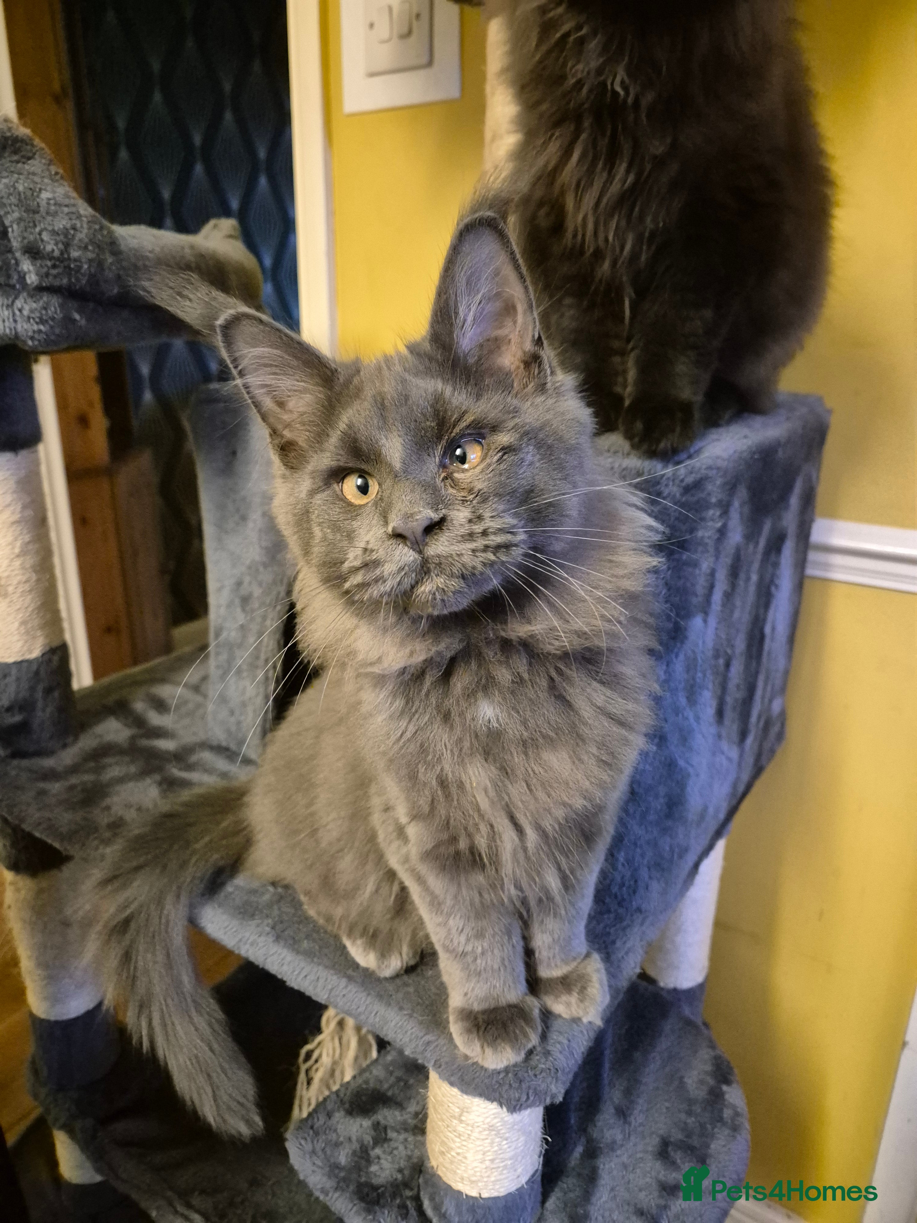 Maine Coon cats Male Maine Coon - Advert 1