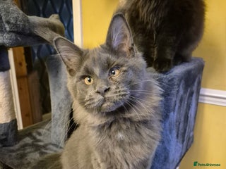 Maine Coon cats Male Maine Coon - Advert 6