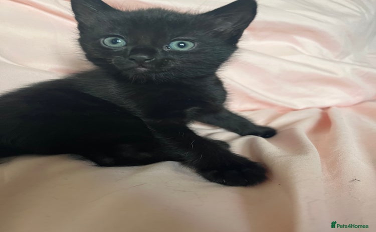 Mixed Breed cats - Advert 13