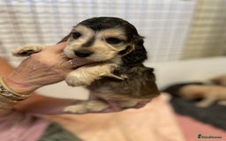 Cocker Spaniel dogs for sale: SHOW TYPE COCKER SPANIEL PUPS - Image 13