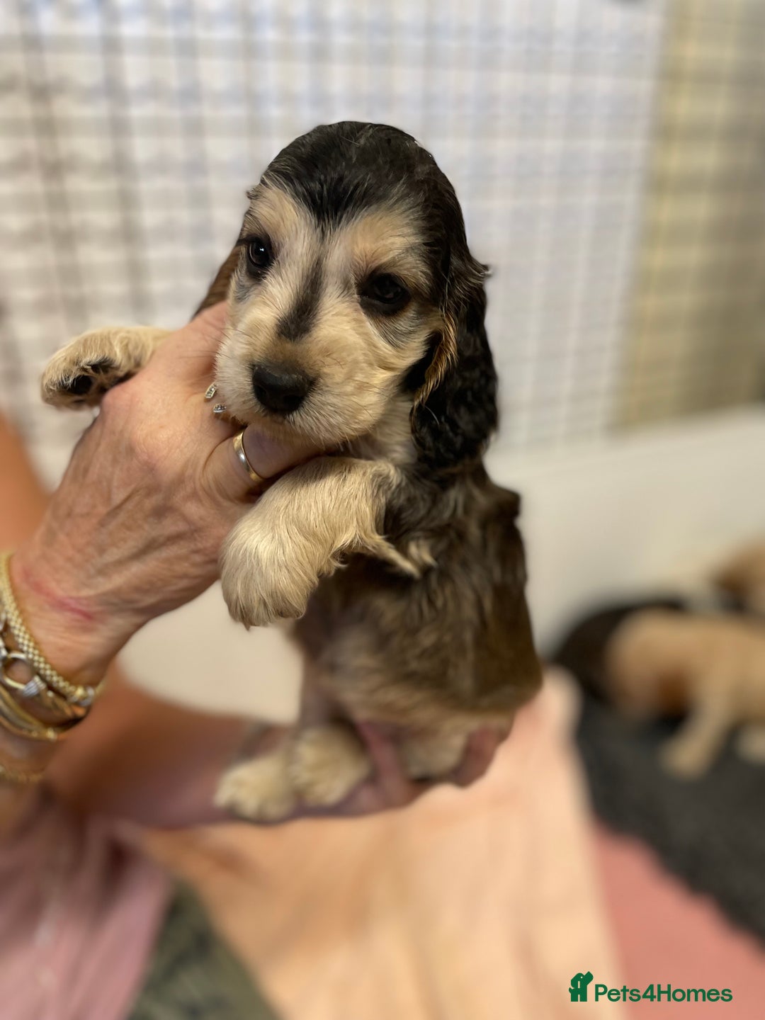 Cocker Spaniel dogs for sale: SHOW TYPE COCKER SPANIEL PUPS - Image 13