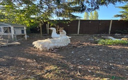 Geese poultry for sale: Sebastopol geese  - Image 2