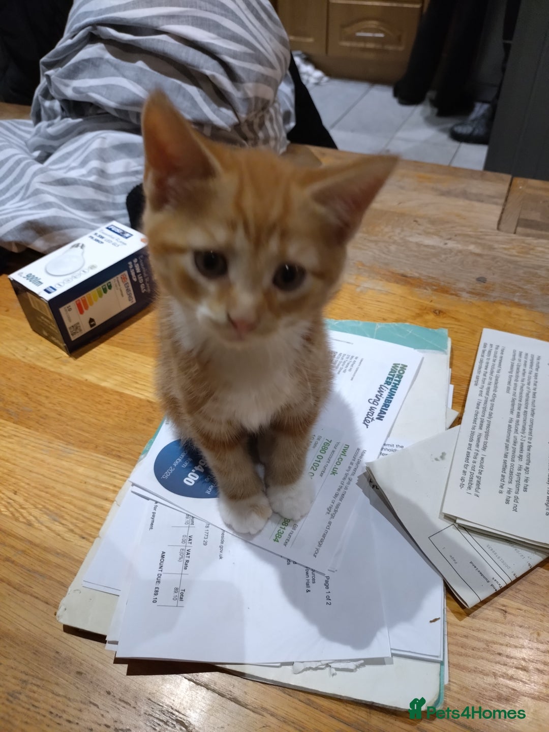 British Shorthair cats for sale: Kittens for sale  - Advert 3