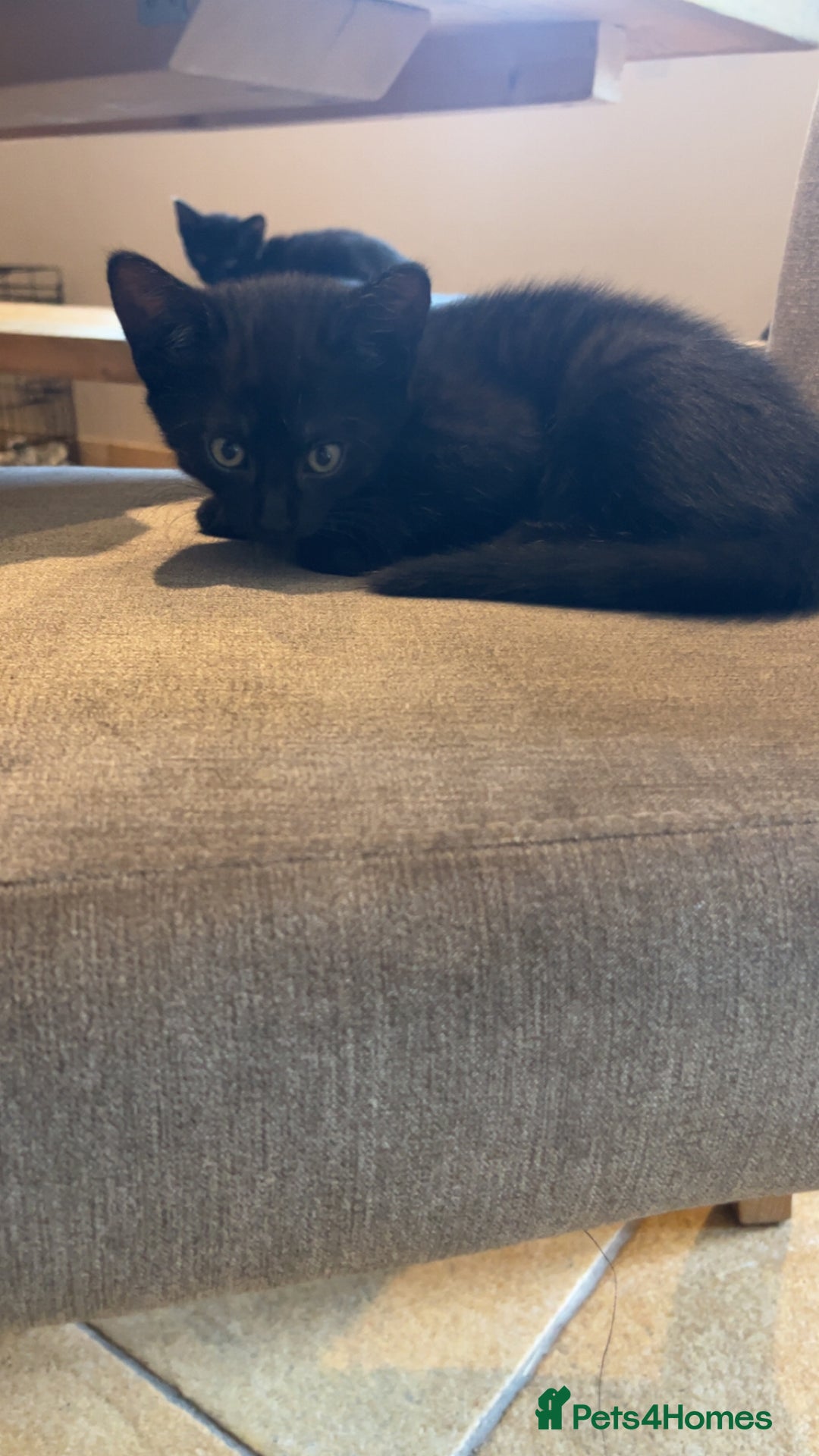 Mixed Breed cats for sale: Kittens ready to leave  - Image 4