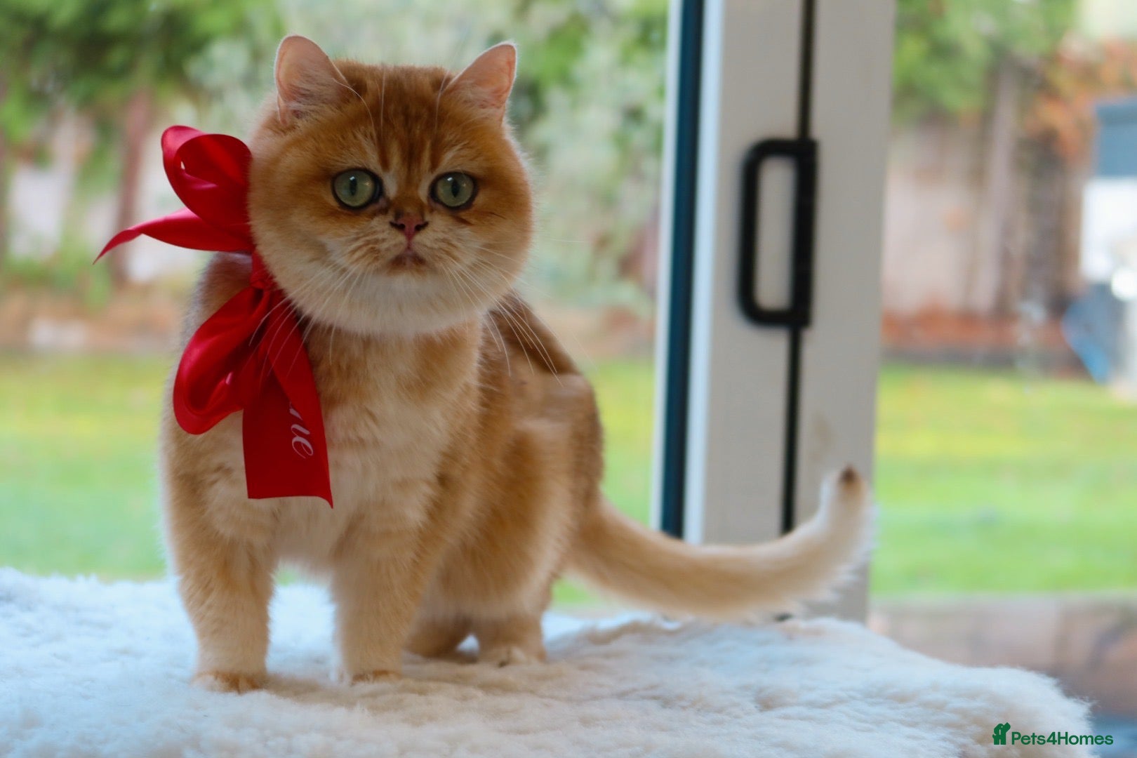 British Shorthair cats Golden British Shorthair Girl - 1 year old  - Advert 9