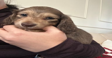 Miniature Dachshund dogs Top quality long haired miniature dachshunds  - Advert 3