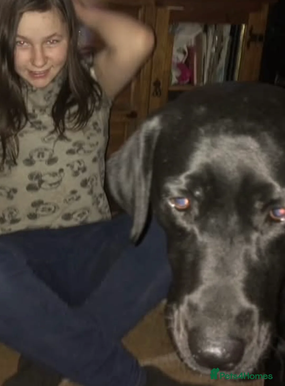 Labrador Retriever dogs for sale: Labrador Puppies - Advert 38