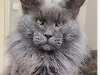 Maine Coon cats - Advert 12