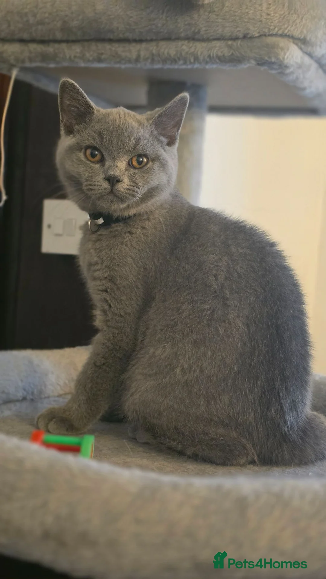 British Shorthair cats for sale: ‼️BSH MALE £400 KITTEN ‼️GCCF‼️ - Advert 2
