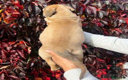 Presa Canario dogs for sale: 🏆UKC Pedigree Champion blood Presa Canario pups🏆 - Image 12