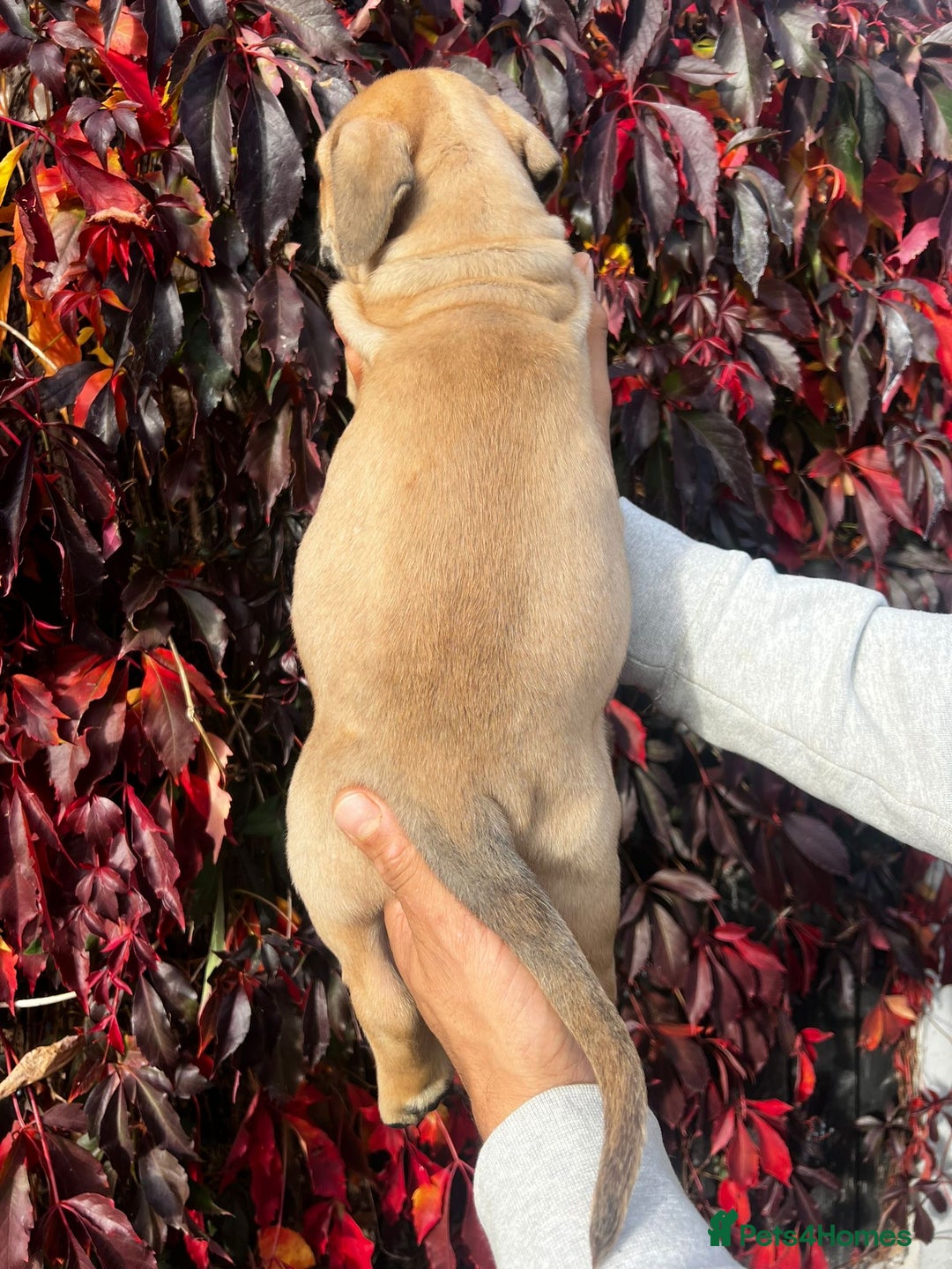 Presa Canario dogs for sale: 🏆UKC Pedigree Champion blood Presa Canario pups🏆 - Image 12
