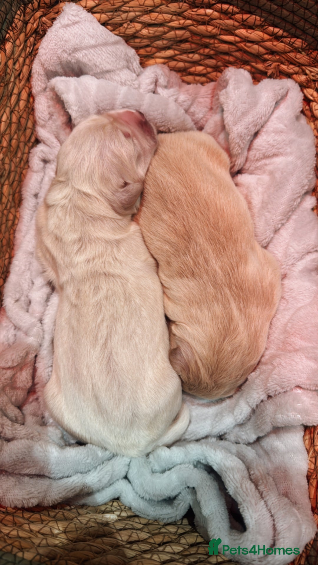 Golden Retriever dogs for sale: Exceptional Big kc puppies (licensed breeder) ⭐  - Image 8