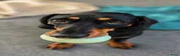 Dachshund dogs for stud: Black and Tan for stud  - Advert 2