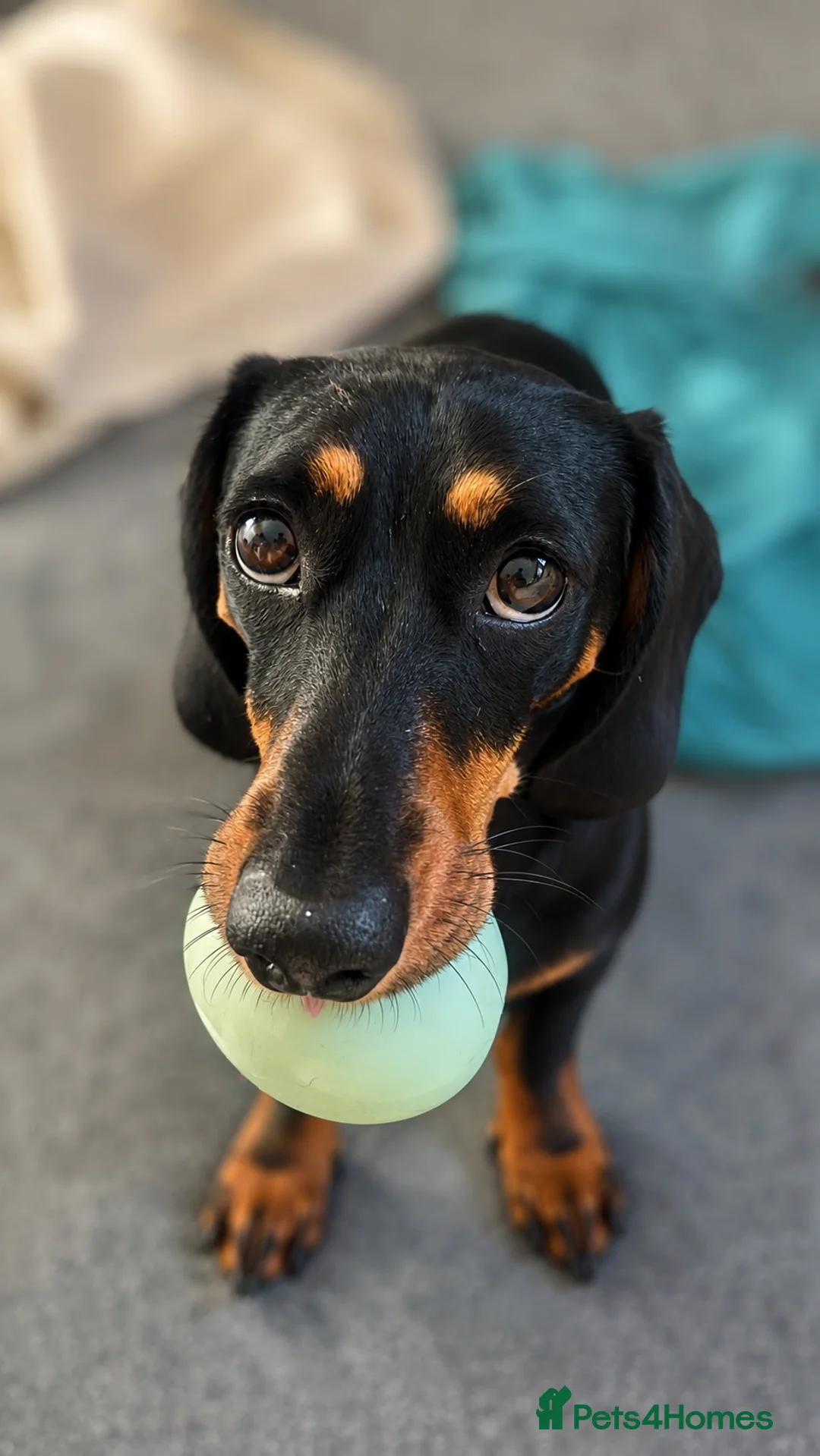 Dachshund dogs for stud: Black and Tan for stud  - Advert 2