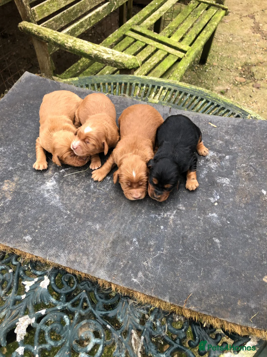 Cocker Spaniel dogs for stud: FTAW fully health tested working cocker stud in Leven - Advert 14
