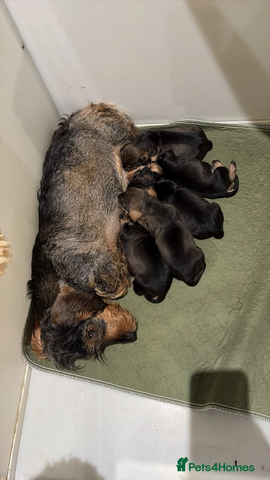 Dachshund dogs for sale: Standard quality Wire haired dachs - Advert 14
