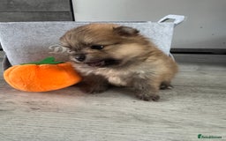 Pomeranian dogs for sale: KC registered Pomeranian puppies - Image 2