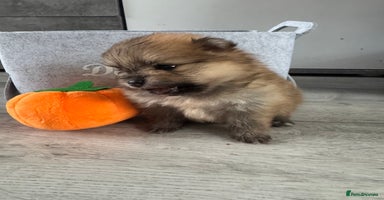 Pomeranian dogs - Advert 1