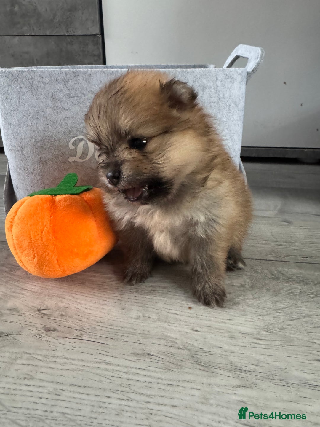 Pomeranian dogs for sale: KC registered Pomeranian puppies - Image 2