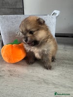 Pomeranian dogs - Advert 6