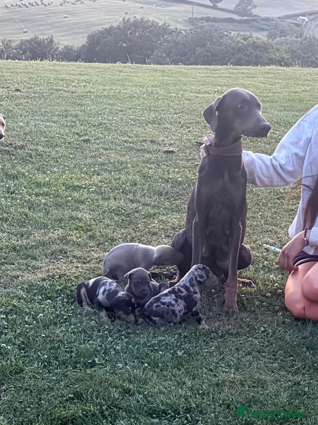 Lurcher dogs for sale: Stunning Lurchers  - Advert 1