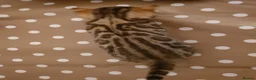 Bengal cats for stud: Quality T.I.C.A reg Bengal for stud SCOTLAND - Advert 14