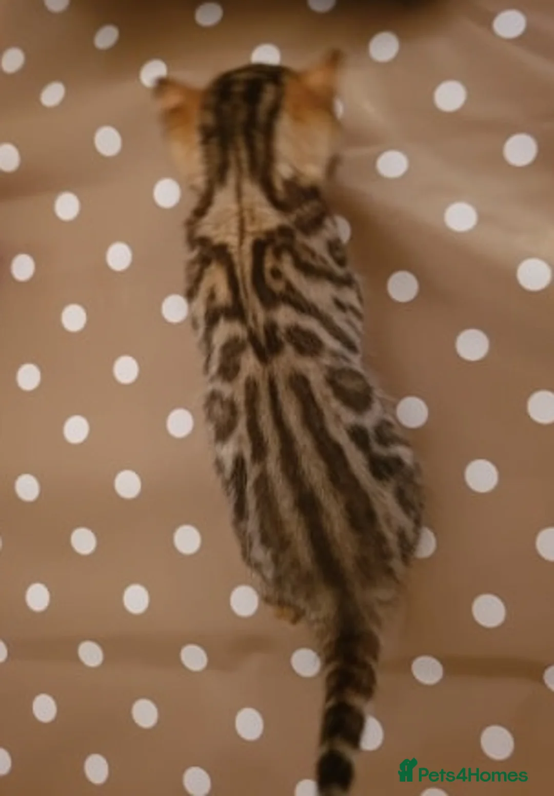 Bengal cats for stud: Quality T.I.C.A reg Bengal for stud SCOTLAND - Advert 14