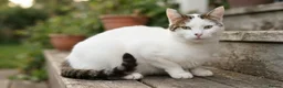 Mixed Breed cats for sale: Gorgeous seal point  in Walsall - Advert 5