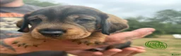 Dachshund dogs for sale: Standard Wirehaired Dachshund Puppies For Sale - Advert 5