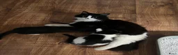 Mixed Breed cats for sale: Two adorable boys looking for new loving homes - Advert 1