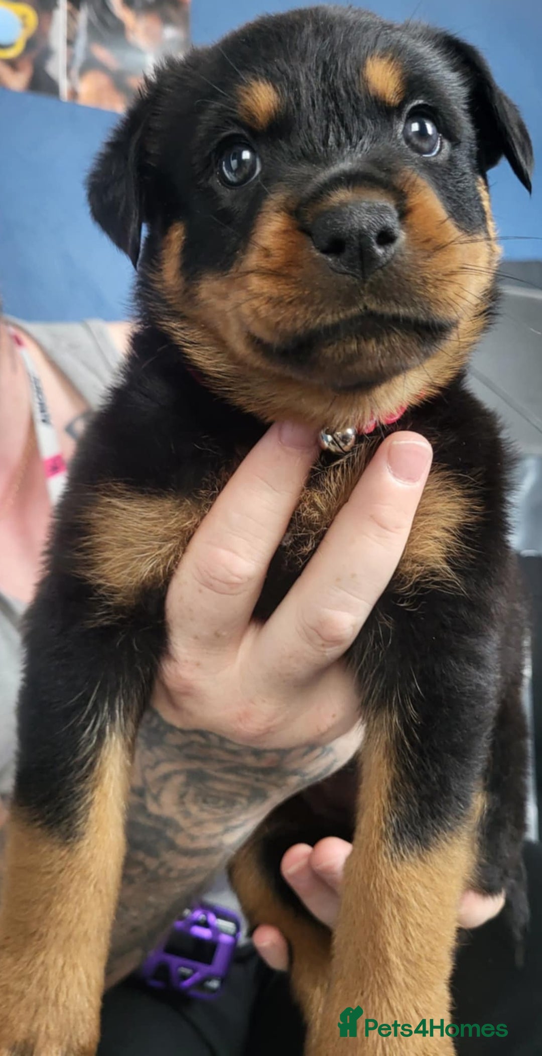 Rottweiler dogs for sale: Stunning rottweiler puppies  - Image 4