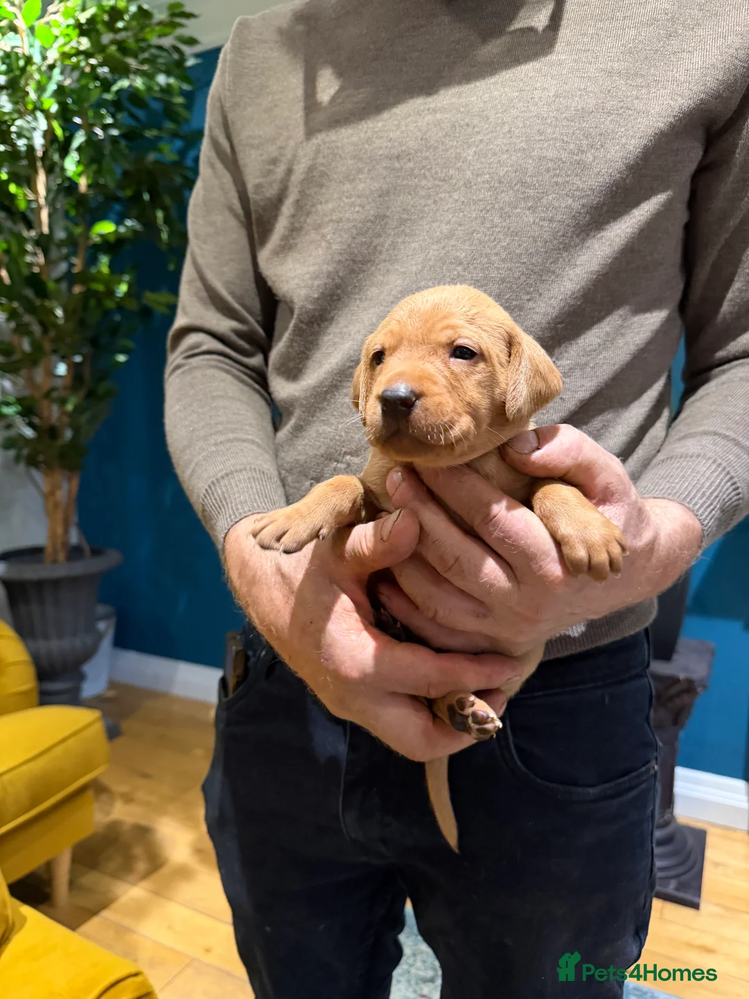Mixed Breed dogs for sale: Vizslador Puppies (Hungarian Vizsla x Fox Red Lab) - Advert 10