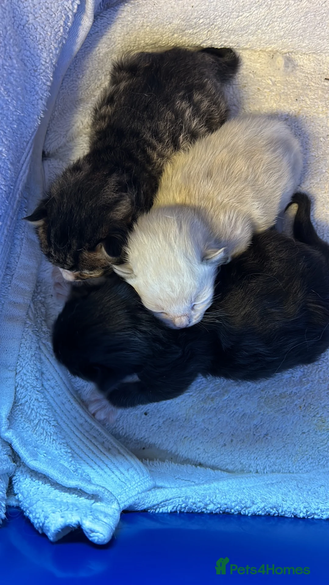 Mixed Breed cats for sale: Ragdoll - Mixed - Advert 14