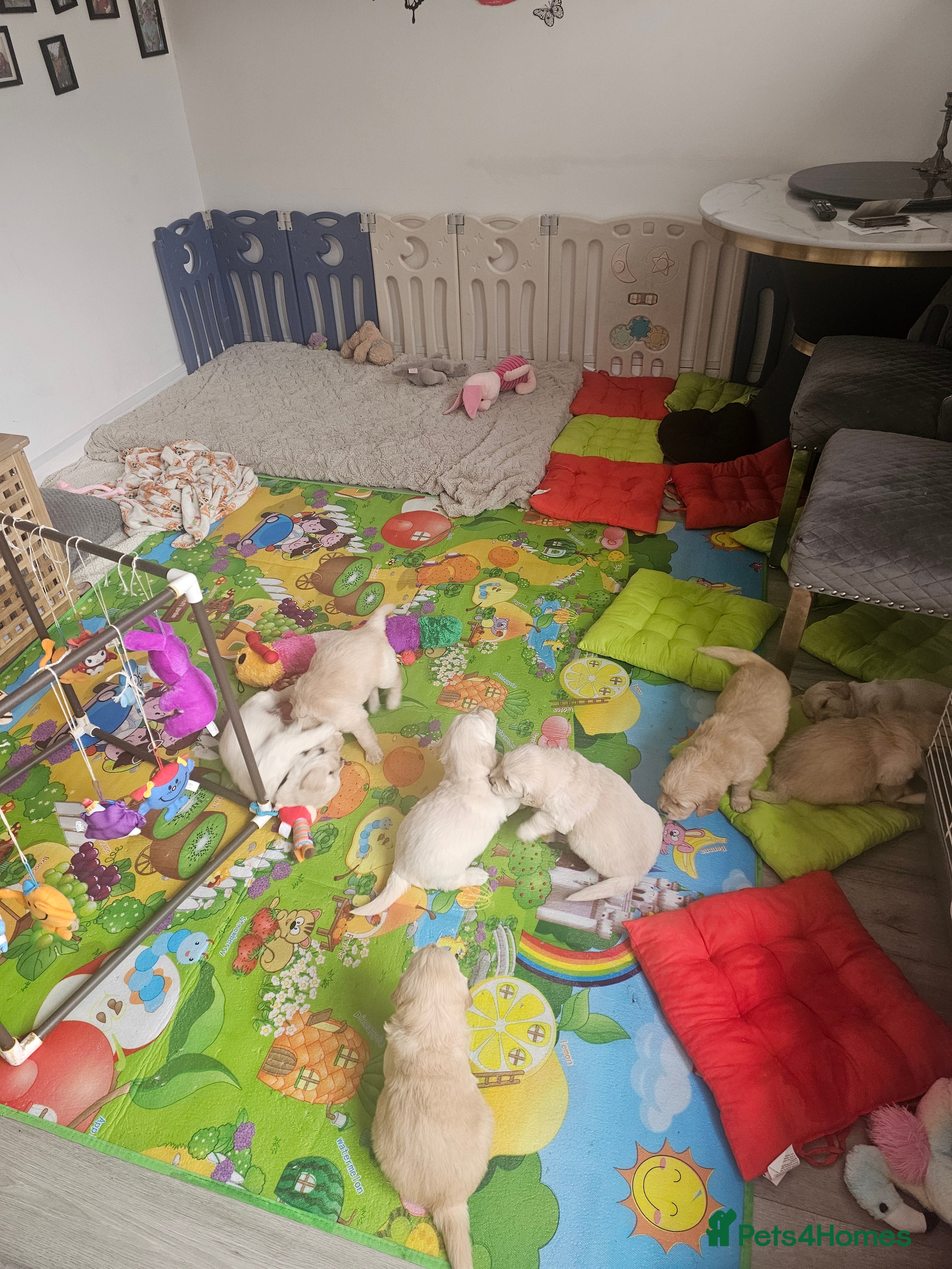 Golden Retriever dogs Lovely Golden retriever puppy ❤️ - Advert 3