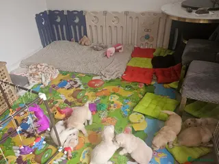 Golden Retriever dogs Lovely Golden retriever puppy ❤️ - Advert 2