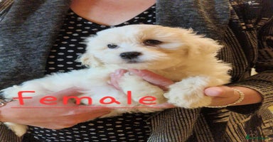 Maltipoo dogs - Advert 13