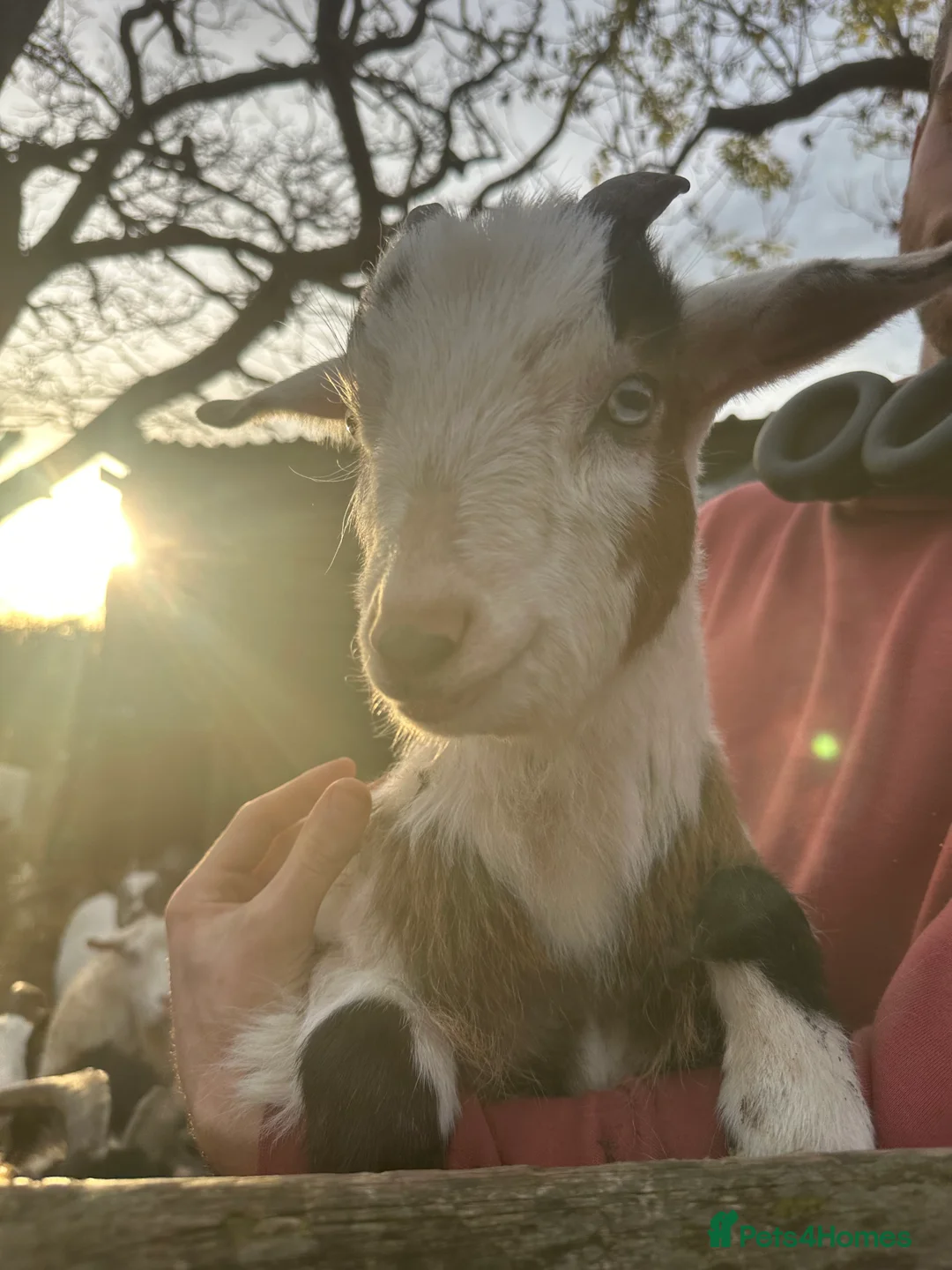 Goats livestock for sale: Goats for sale  - Advert 4