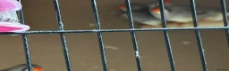 Finches birds for sale: Zebra finches - Advert 9