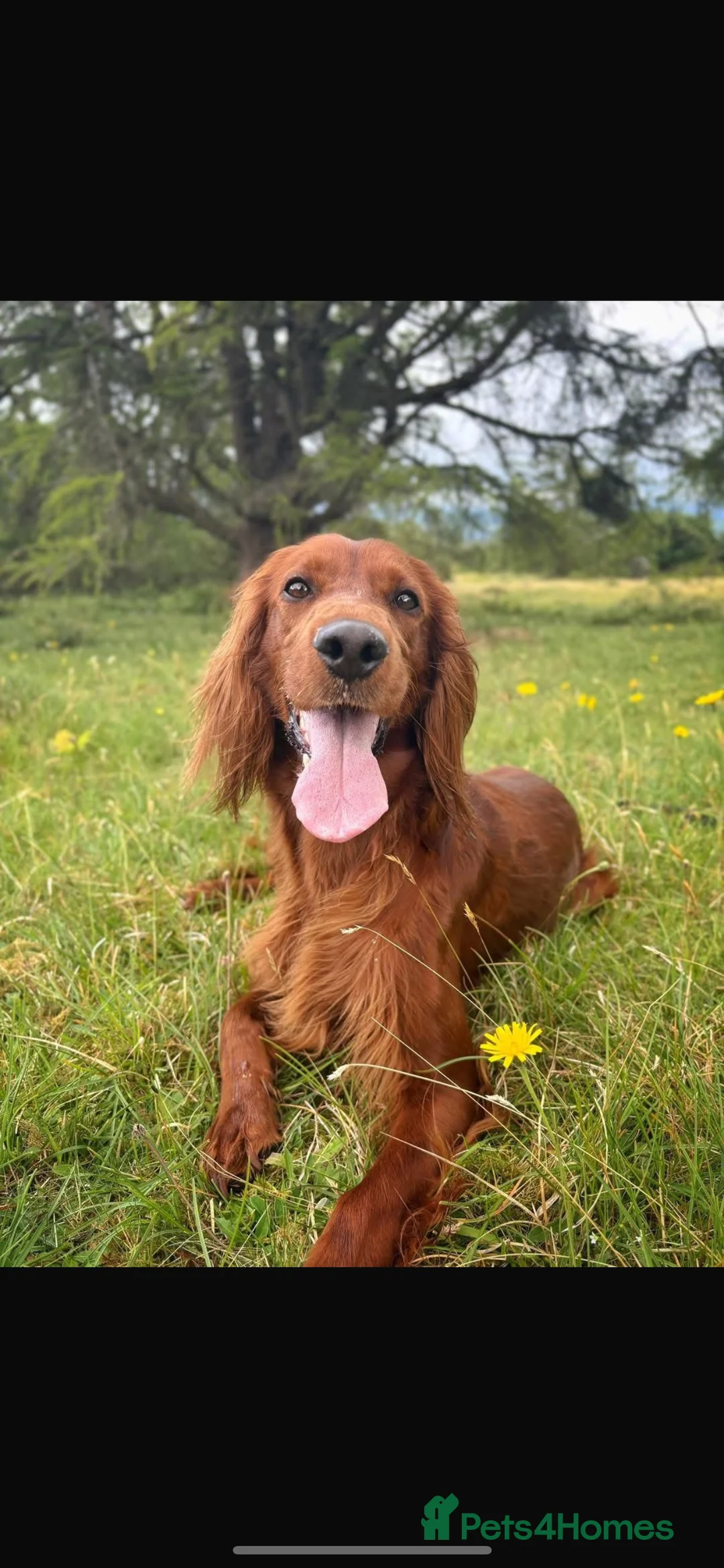 Irish Doodle dogs for sale: Beautiful Irish doodle puppies  - Advert 11