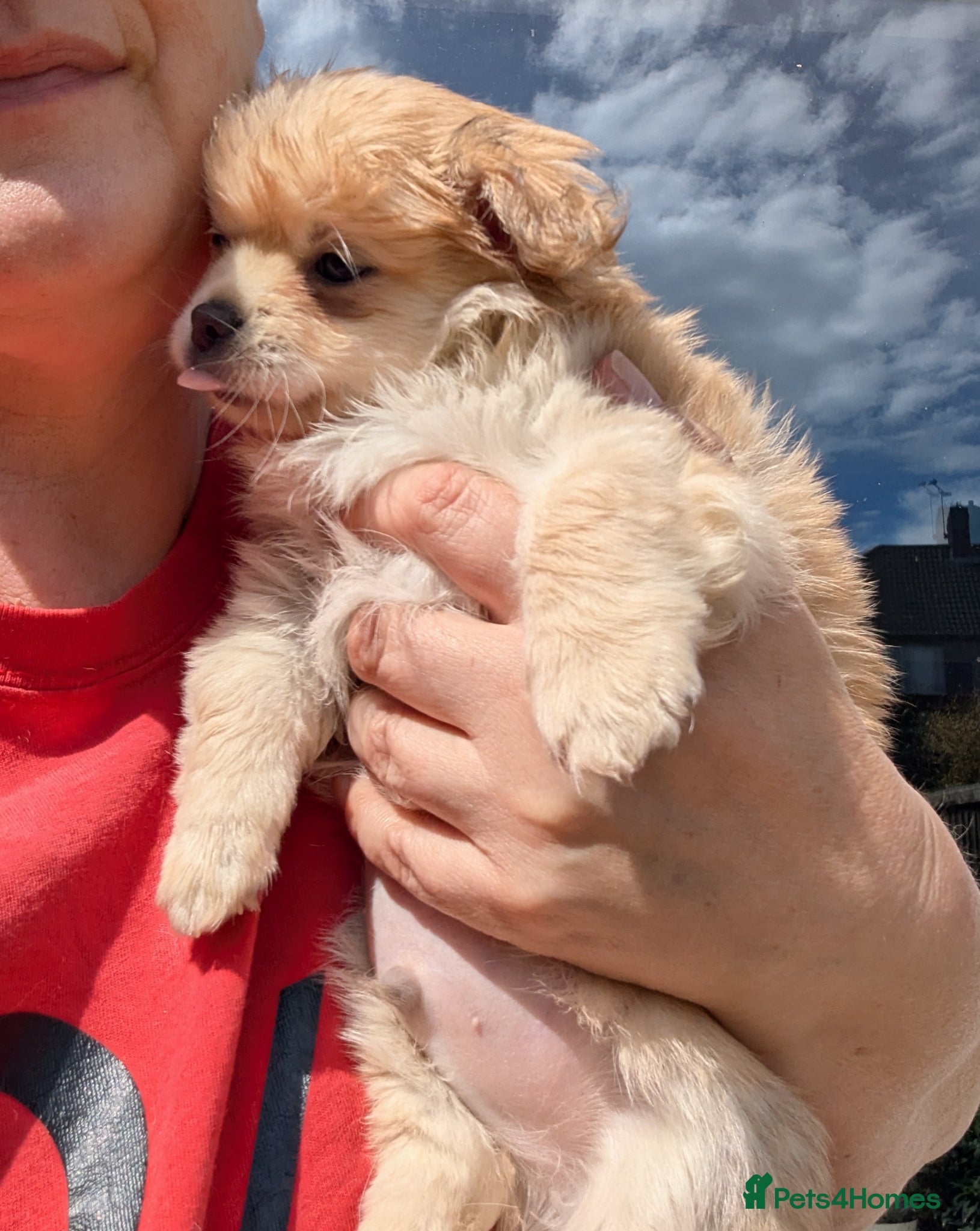 Chihuahua dogs Superb Longhaired pedigree chihuahuas - Advert 2
