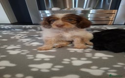 Cockapoo dogs for sale: Health tested show type cockapoo puppies! - Image 18