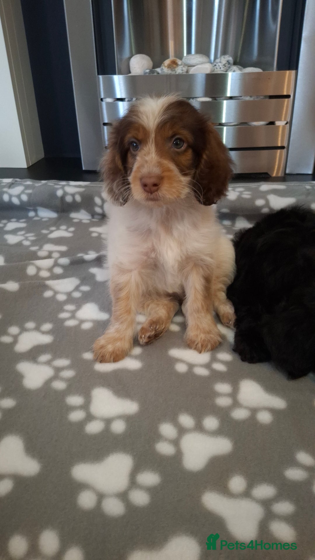 Cockapoo dogs for sale: Health tested show type cockapoo puppies! - Image 18