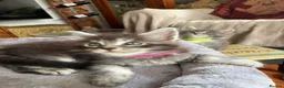 Maine Coon cats for sale: TICA-Registered Silver Maine Coon Kittens - Advert 4